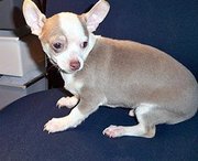 High Quality Chihuahua Puppies For Sale