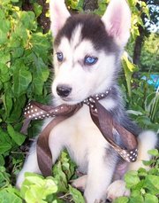 CUTE AND ADORABLE  SIBERIAN HUSKY PUPPIES 
