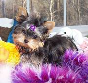 Sweet  Teacup Yorkie Puppies For Free Adoption