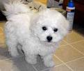 bichon frise puppies ready for good homes