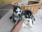 cute male and female siberian husky puppies for sale