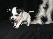 Awesome chihuahua puppies for adoption