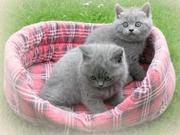 cute and loving british short hair kittens ready to go