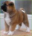 akita puppy ready for a new home.