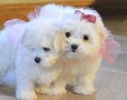 Quality AKC Toy Maltese Puppies for adoption