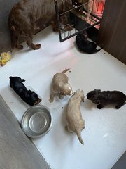 Working cocker spaniels puppies for sale 
