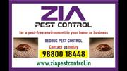 Bed Bug Control for Residence | 6019