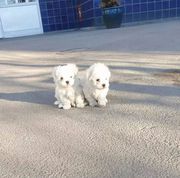 Healthy Males and Females Maltese puppies.