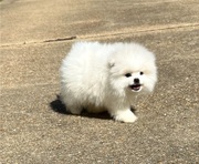 Two Awesome T-Cup Pomeranian  Puppies