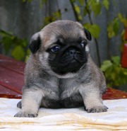 Lovely male and female Pug puppies for sale