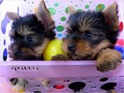 We have gorgeous Tea Cup Yorkie