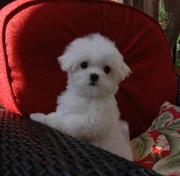 2 beautiful Baby face Maltese Ready For New Home