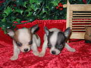 chihuahuapuppies for good homes