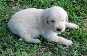 golden retrievers puppy for good homes