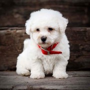 Bichon frise puppies for re homing