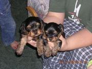 outstanding yorkie puppies for free adoption