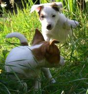 Beautiful baby Jack Russell puppy