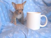 Teacup Chihuahua Puppies for Sale.
