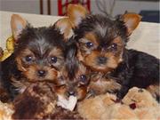 Teacup Yorkie puppies for free adoption