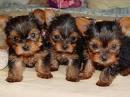 Tiny Yorkshire Terrier pupppies for re-homing  