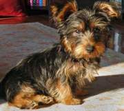  Male and Female Tea-Cup Yorkie Puppies For Adoption (ncintianelly@yah
