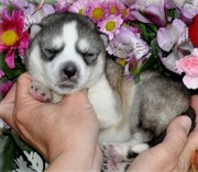 availeble siberian husky puppies for sale