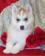 Blue Eyes Siberian Husky Pups For Sale