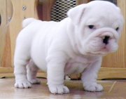 Adorable English Bulldog Puppy For Urgent Adoption