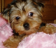 Cute and Nice Ready to Good Tea Cup yorkie Puppies