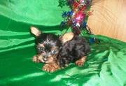   Gorgeous  Yorkshire Terrier Puppy For Sale