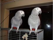Pair Of African Grey parrots for adoption