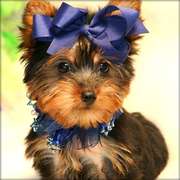 adorable yorkie puppies available