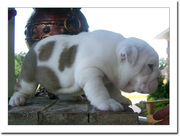 cute baby english bulldog puppies for adoption