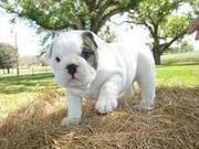 English Bulldog puppies for new and caring homes