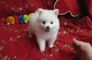 Pomeranian Puppies For Good and Lovely Homes