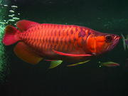 Arowana Fishes of all kinds and sizes for sale $300