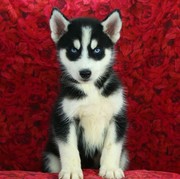Beautiful Blue Eyes Siberian Husky Puppies For  a Loving Home