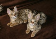 Healthy Savannah kittens for good homes