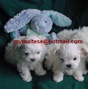 Affectionate Maltese puppies for adoption