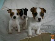 awsome Terrier Puppies for Sale  