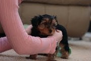 adorable male and female yorkie puppies for free adoption