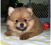 Healthy Pekingese puppies for free adoption