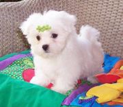 Lovely Maltese Puppies For  Adoption