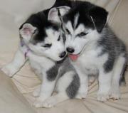 blue eyes siberian husky puppies ready for rehoming now