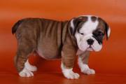 Celebrity English Bulldog puppies for adoption