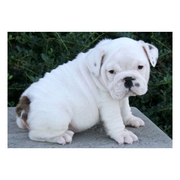 English Bulldog Puppy For Adoption