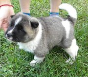 CHARMING AKITA PUPPIES READY FOR SALE
